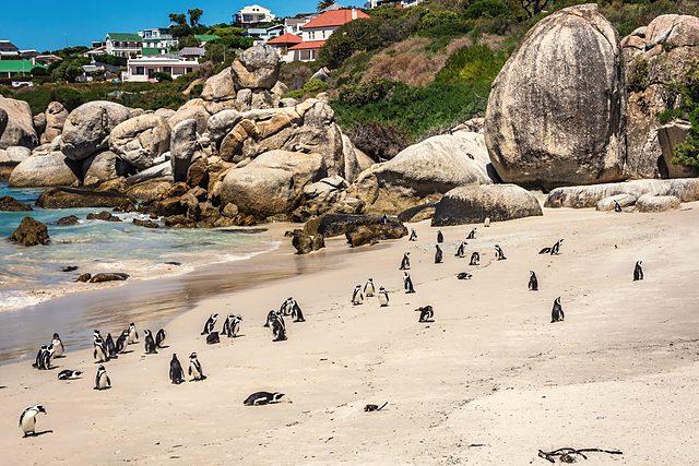 African penguins on the sand at Boulders Beach