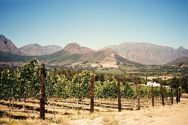 Vineyards below the mountains in Franschhoek