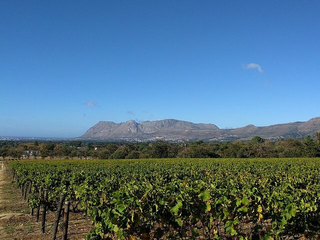 Constantia & Southern Suburbs