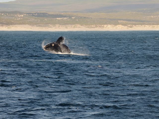 Hermanus