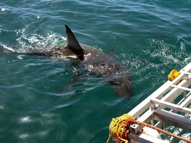 Shark cage diving